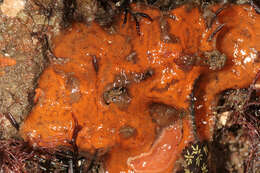 Image of Colonial tunicate