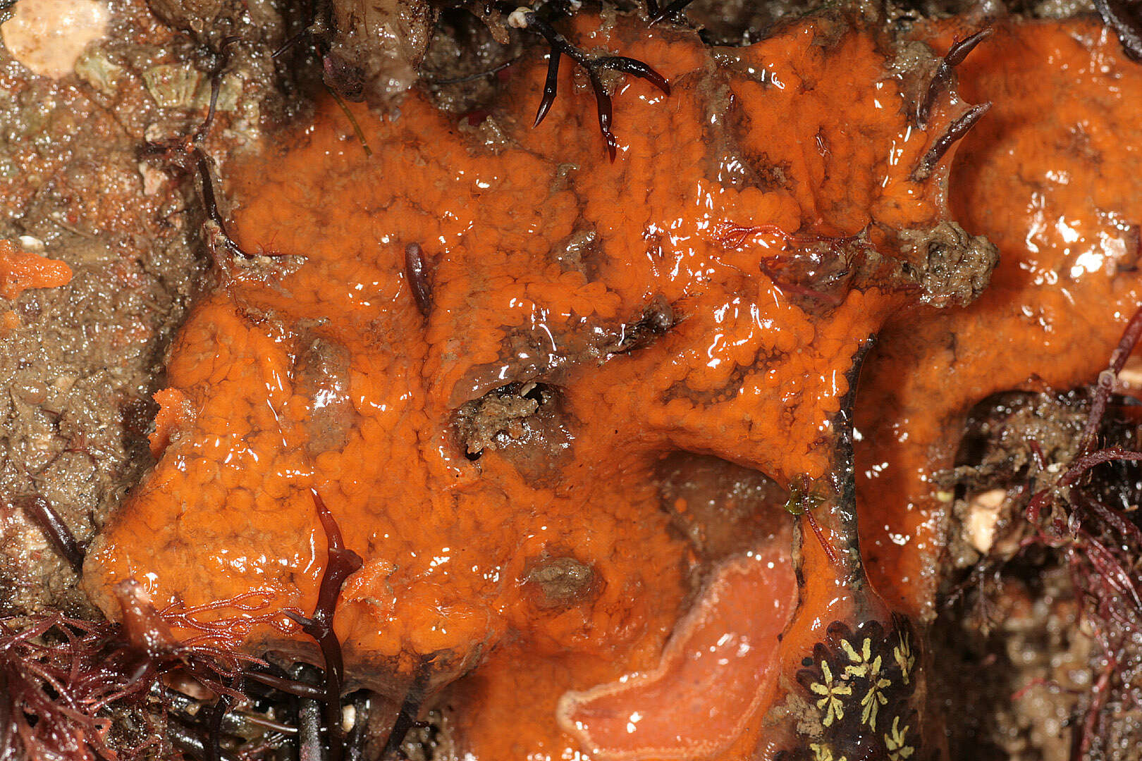 Image of Colonial tunicate