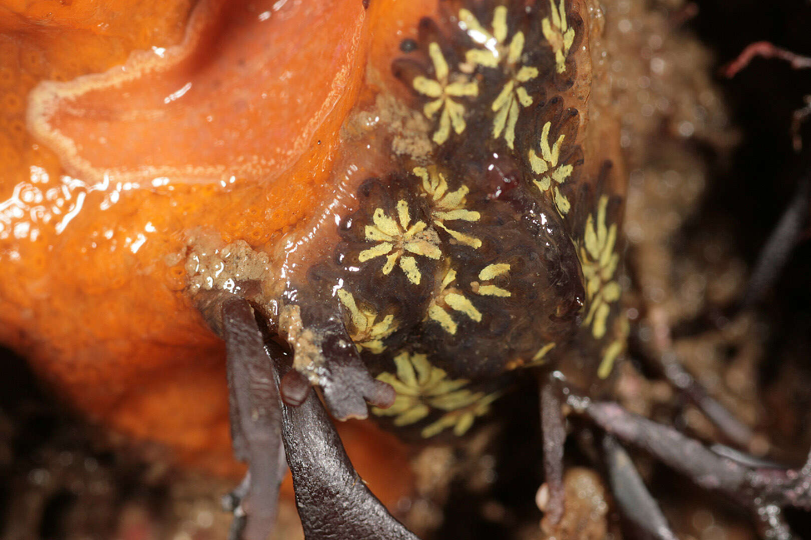 Image of Star ascidian