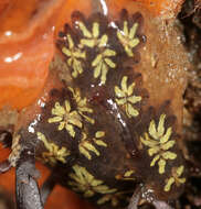 Image of Star ascidian