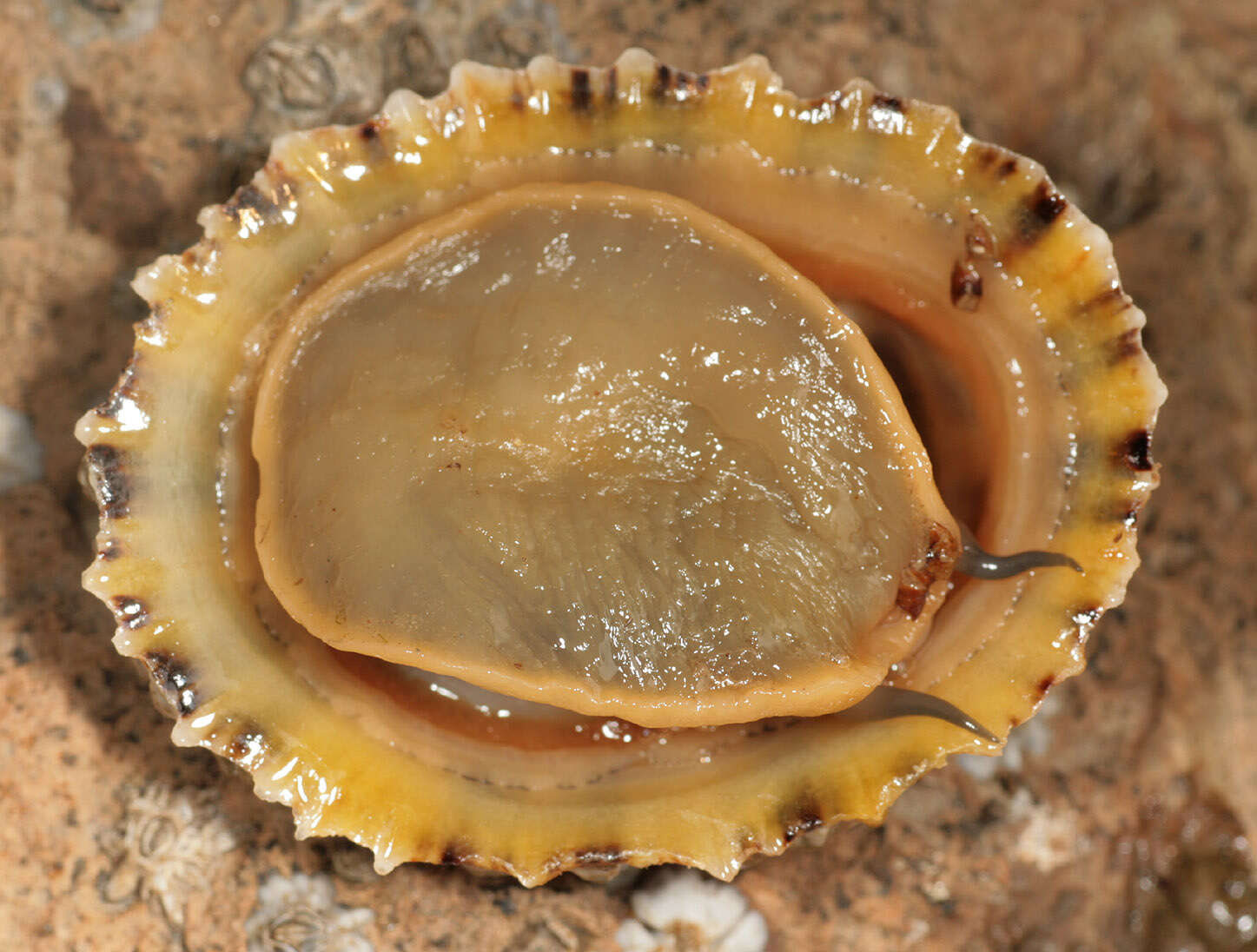Image of Common limpet