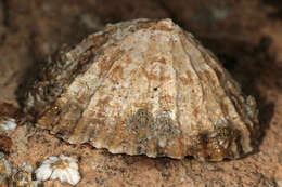 Image of Common limpet