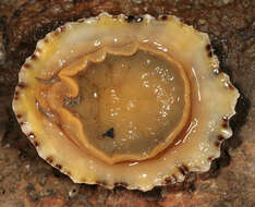 Image of Common limpet