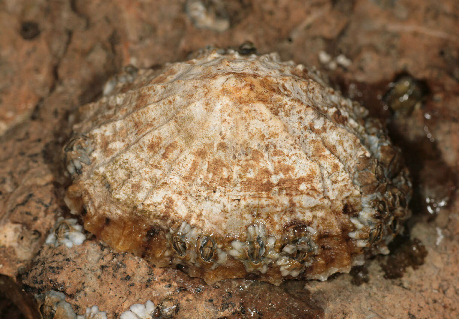 Image of Common limpet