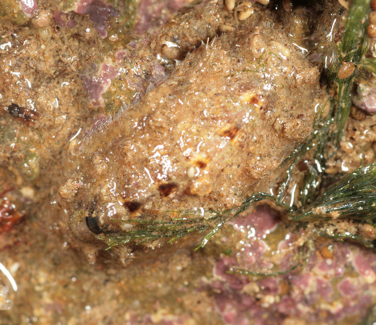 Image of bristly mail chiton