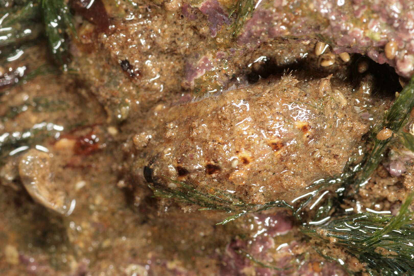 Image of bristly mail chiton