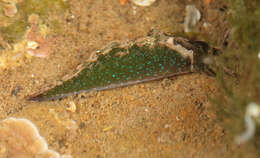 Elysia viridis (Montagu 1804) resmi