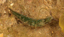 Elysia viridis (Montagu 1804) resmi