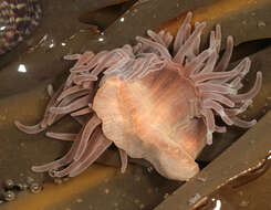 Image of Snakelocks anemone