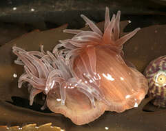 Image of Snakelocks anemone