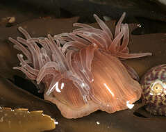 Image of Snakelocks anemone