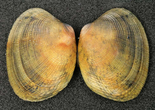 Image of Grooved carpet shell