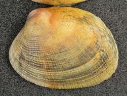 Image of Grooved carpet shell