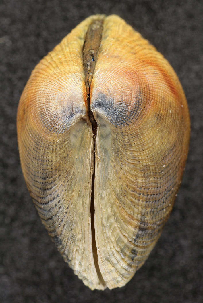 Image of Grooved carpet shell