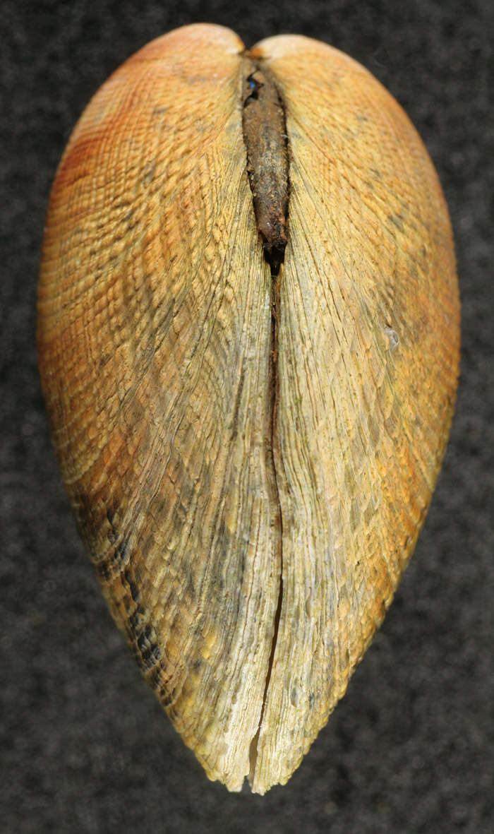 Image of Grooved carpet shell