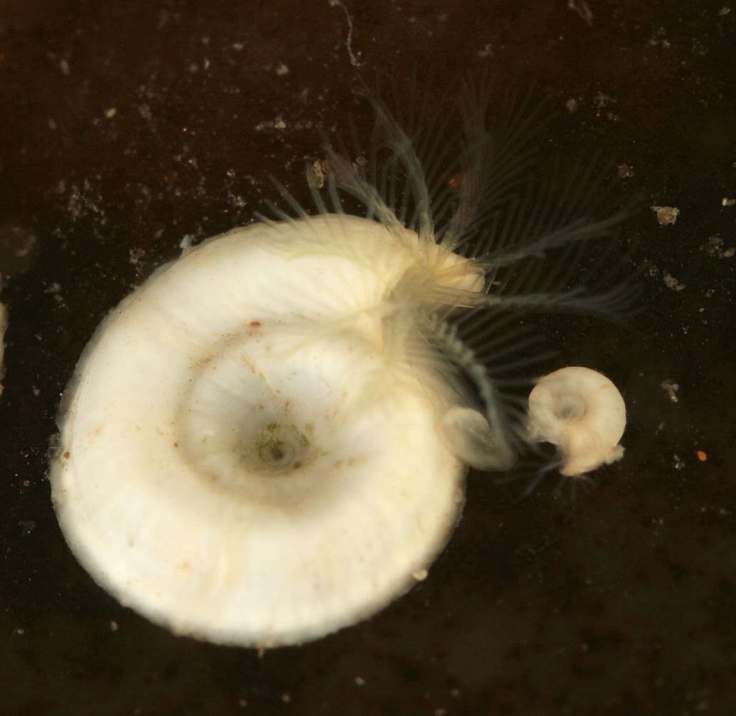 Image of sinistral spiral tubeworm