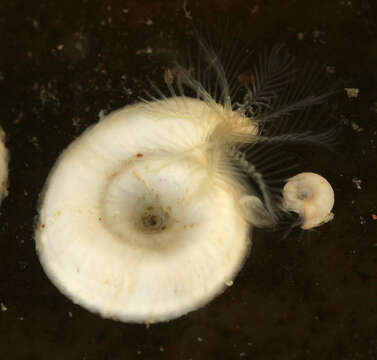 Image of Spirorbis (Spirorbis) spirorbis (Linnaeus 1758)