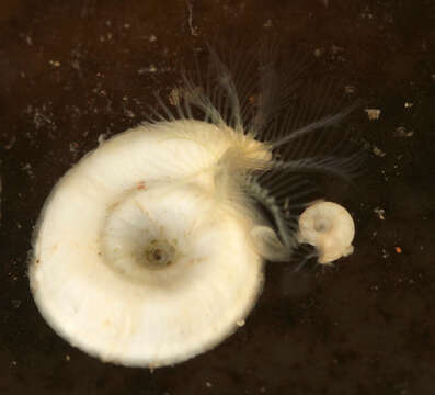 Image of Coil Worm