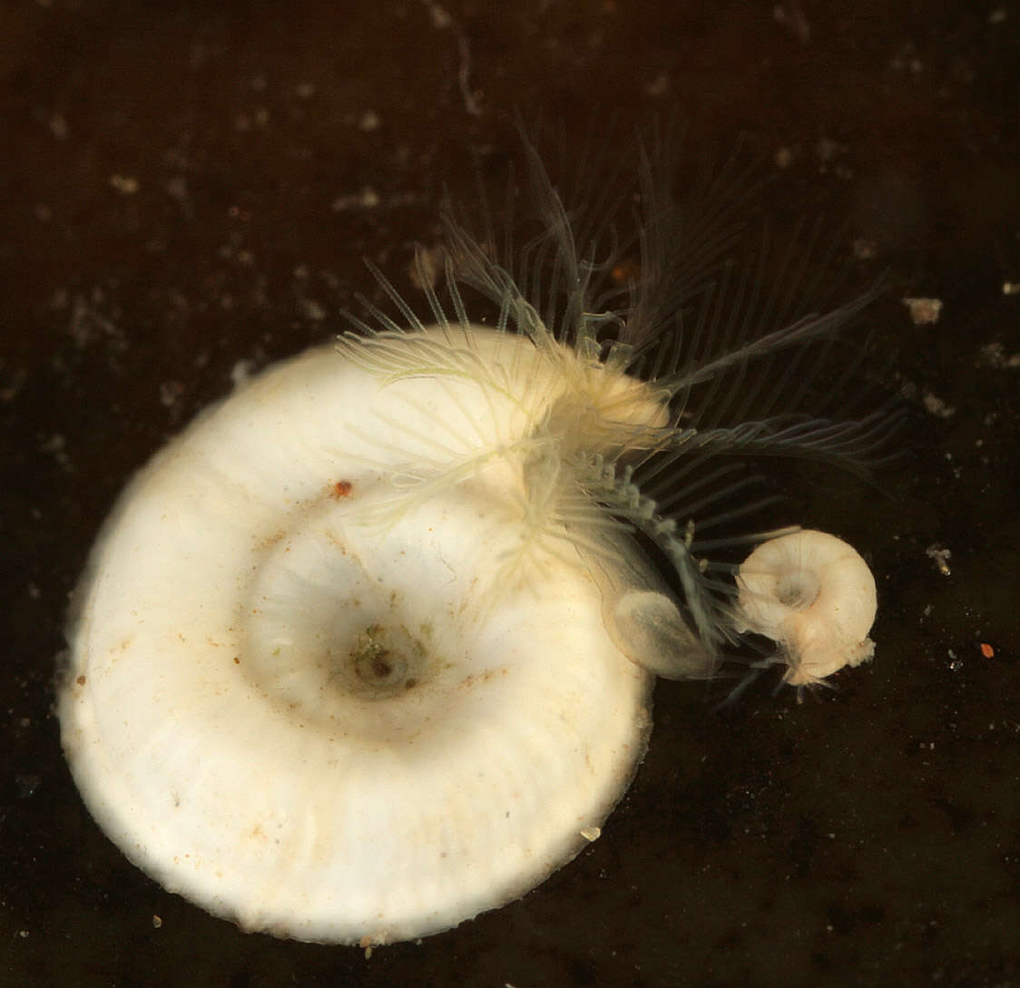 Image of sinistral spiral tubeworm