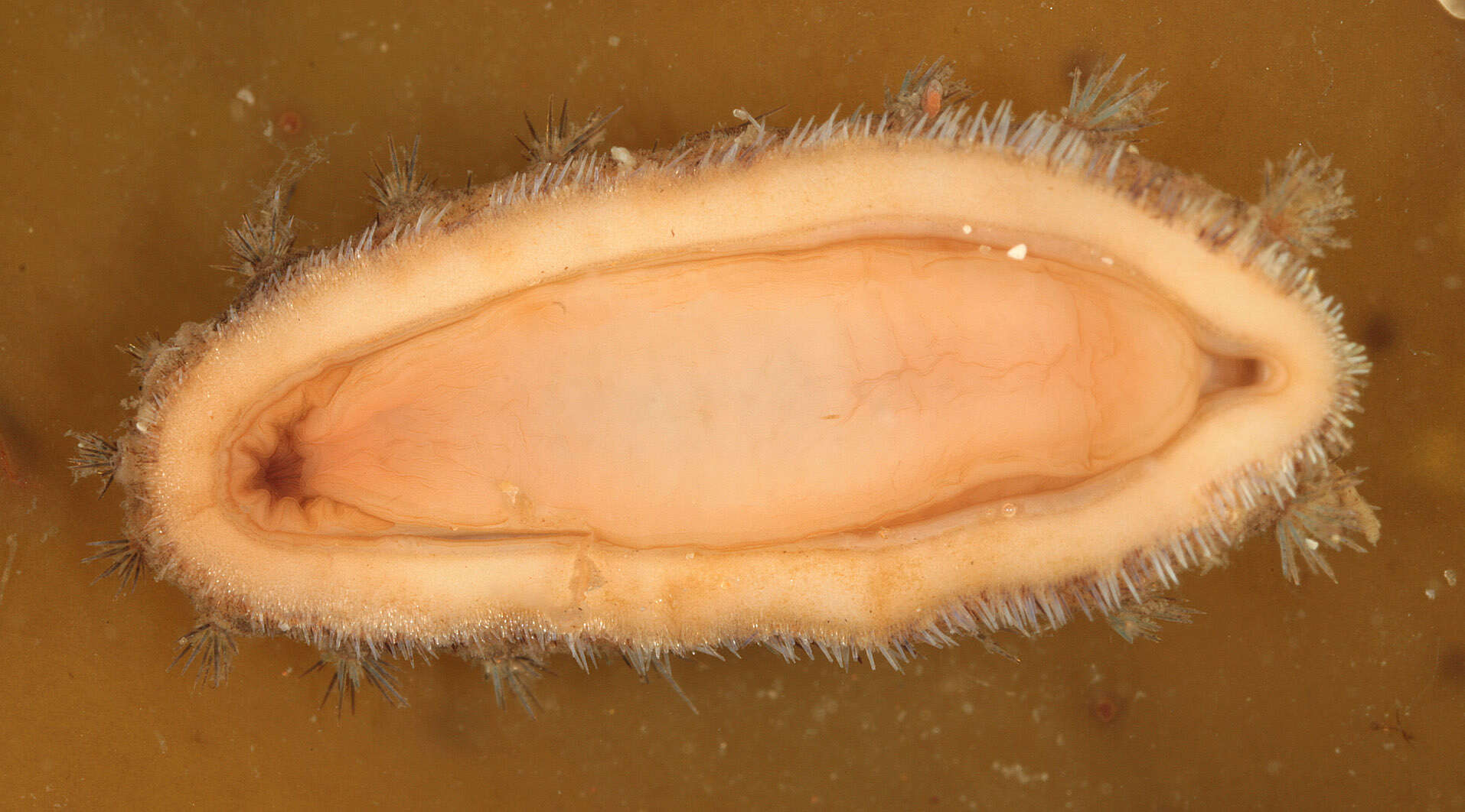 Image of bristly mail chiton