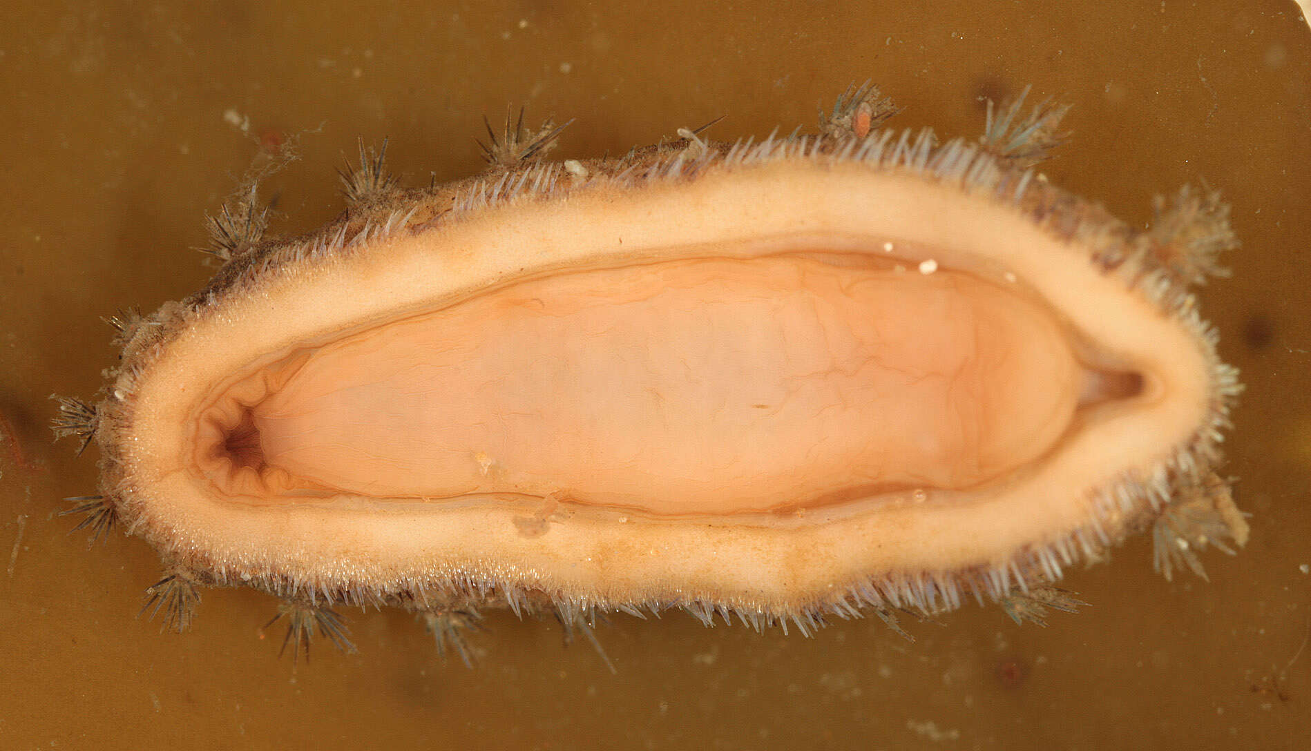 Image of bristly mail chiton