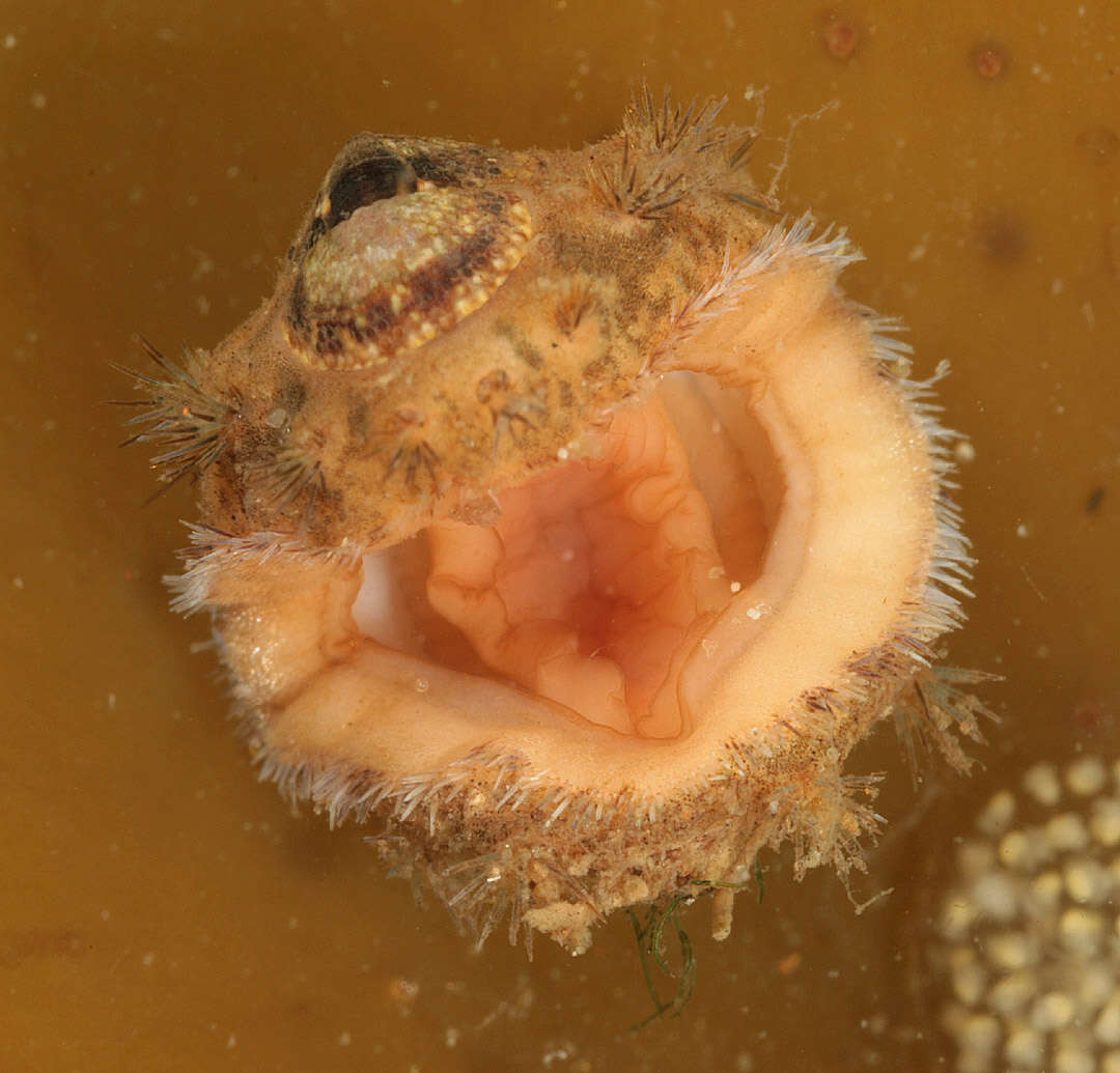 Image of bristly mail chiton