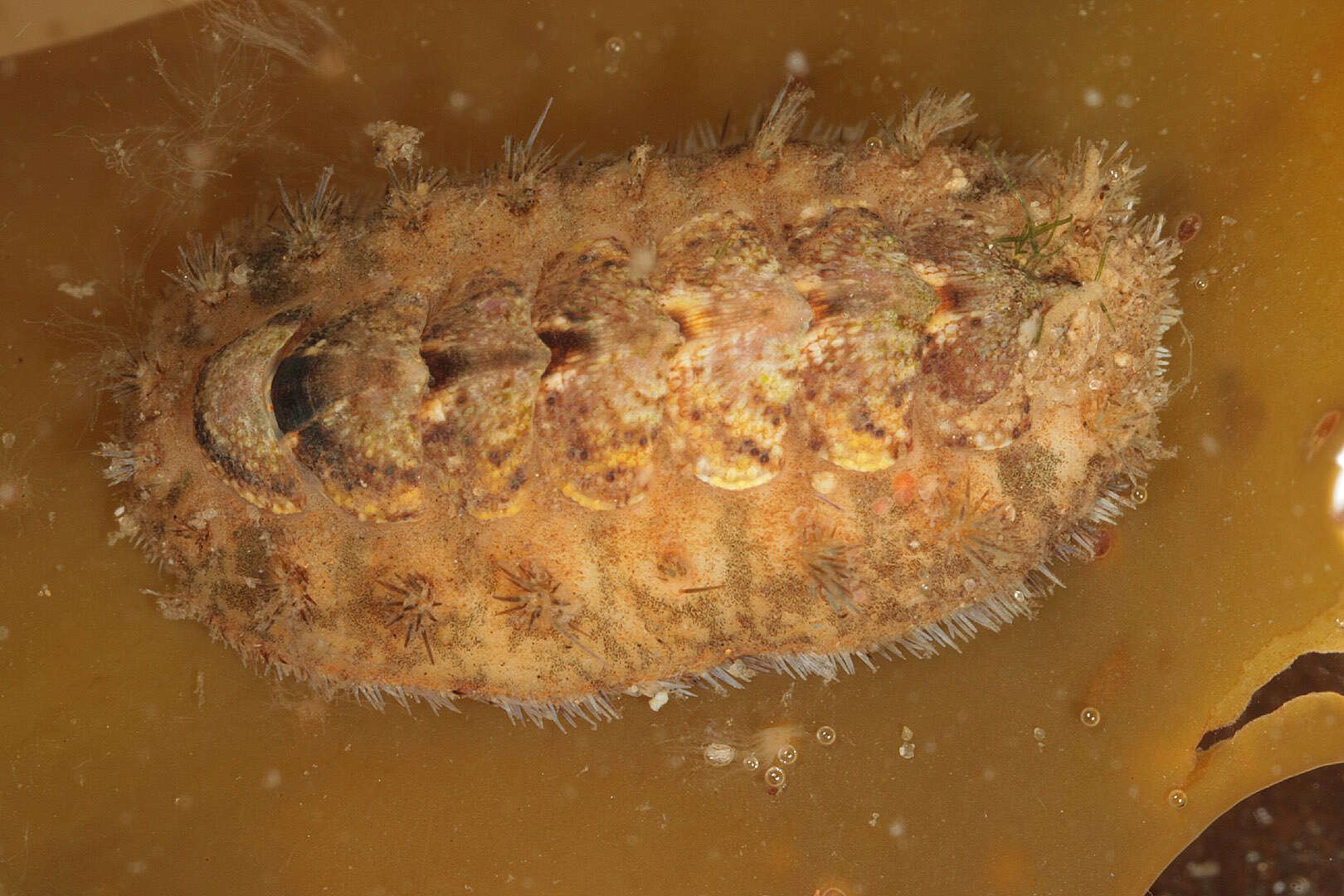 Image of bristly mail chiton