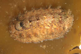 Image of bristly mail chiton