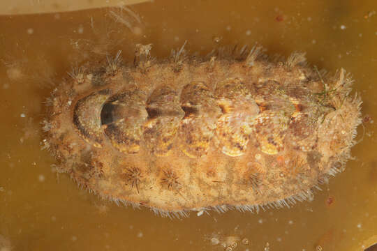 Image of bristly mail chiton