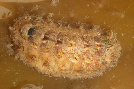 Image of bristly mail chiton