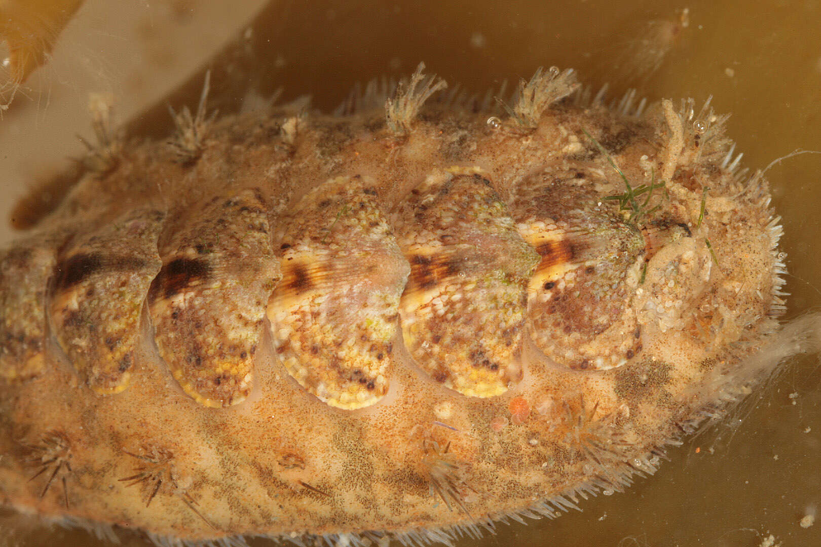 Image of bristly mail chiton