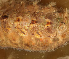 Image of bristly mail chiton