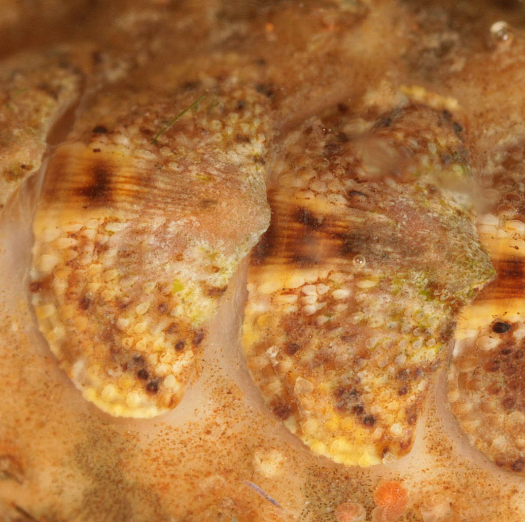 Image of bristly mail chiton