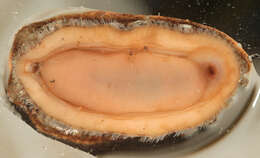 Image of bristly mail chiton