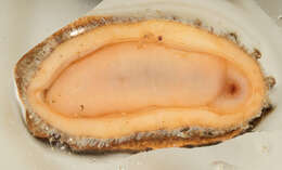 Image of bristly mail chiton