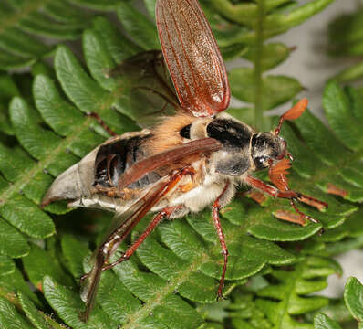 Image of Common cockchafer