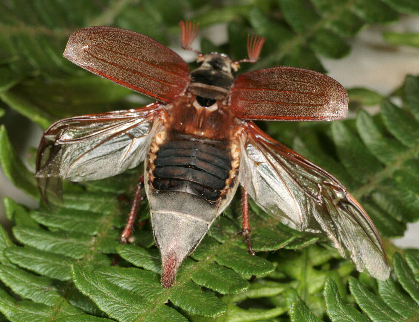 Image of Common cockchafer