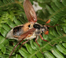 Image of Common cockchafer