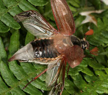 Image of Common cockchafer