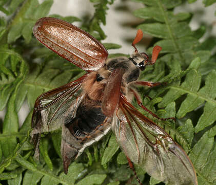 Image of Common cockchafer