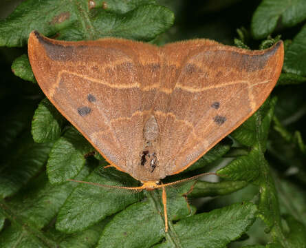 Image of oak hook-tip