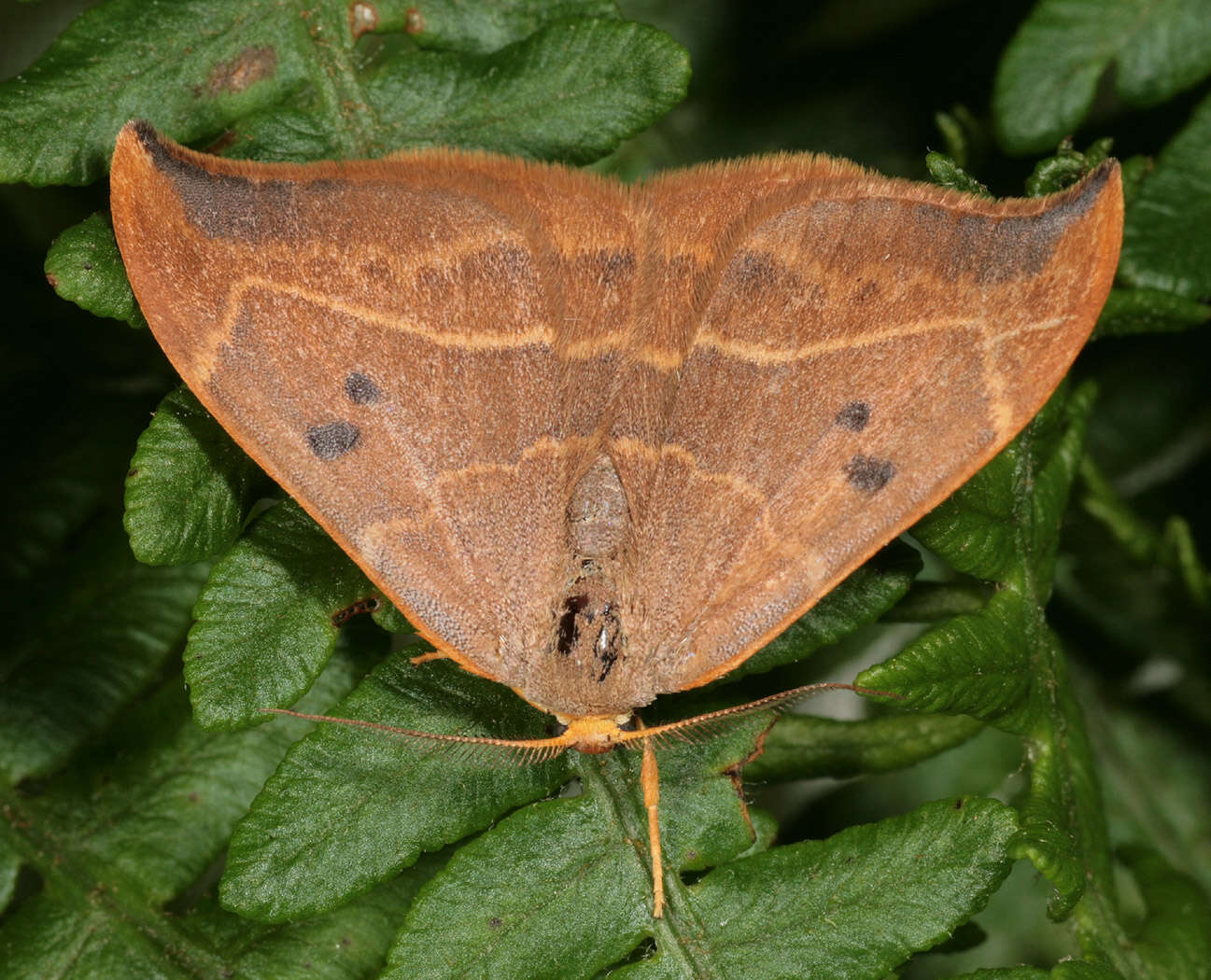 Image of oak hook-tip