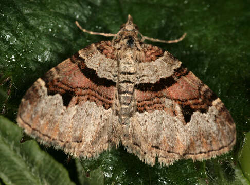 Image of flame carpet