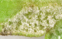 Image of Plasmopara densa