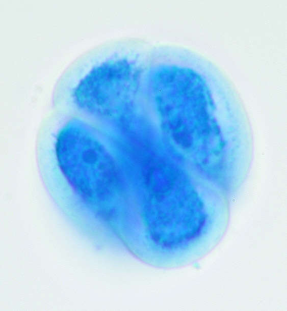 Image of Plasmopara densa