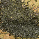 Image of Marchesinia mackaii (Hook.) Gray