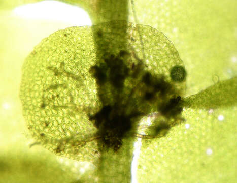 Image of Marchesinia Gray