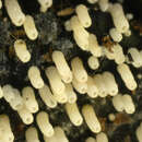 Image of Henningsomyces candidus (Pers.) Kuntze 1898