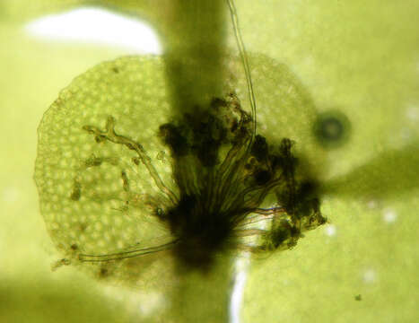 Image of Marchesinia Gray