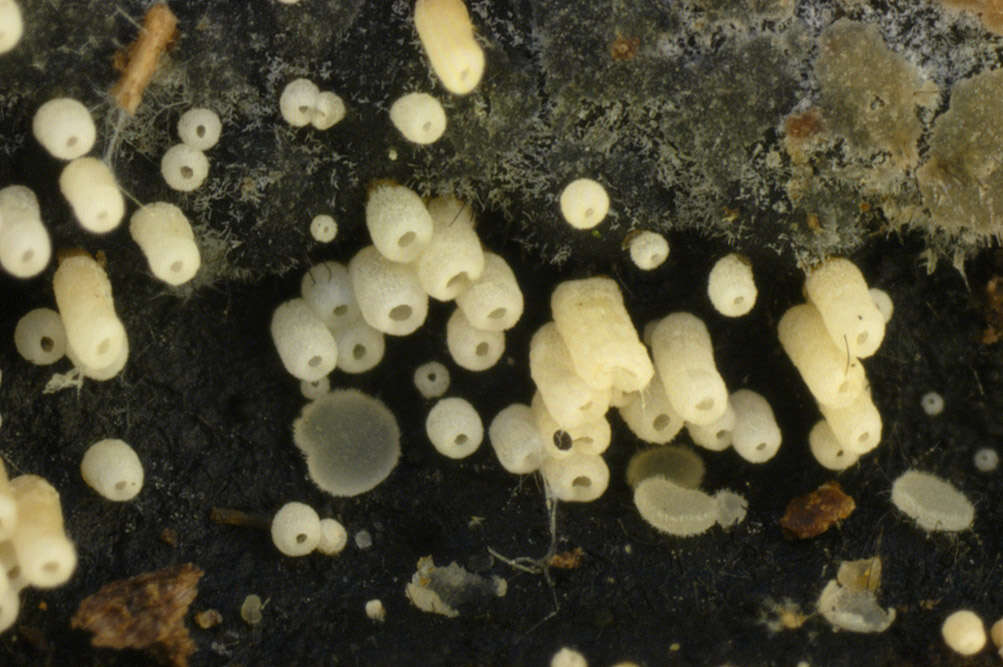 Image of Henningsomyces candidus (Pers.) Kuntze 1898